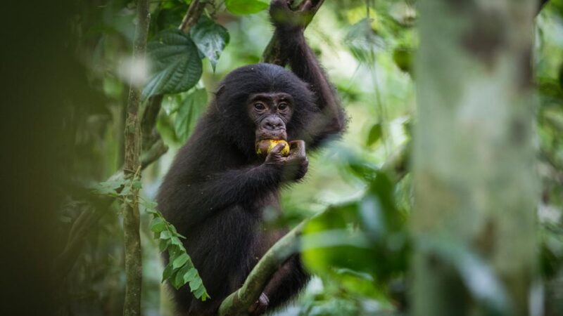 Biodiversité : Journée mondiale du bonobo, le Parc national de la Salonga rempart essentiel pour la survie de l&rsquo;espèce en RDC