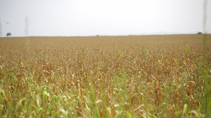 Agriculture : Un don de 16,6 millions de dollars de la BAD pour accélérer l’agriculture résiliente au climat en Afrique