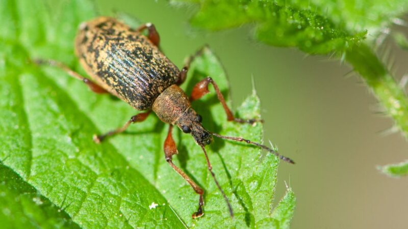 Agriculture : Agroécologie en RDC, la science au service des savoirs locaux pour vaincre l’insécurité alimentaire