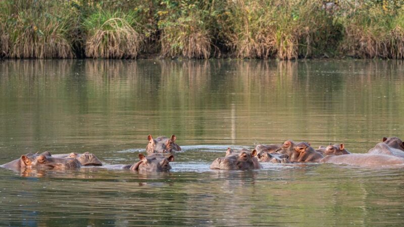 Conservation :  Vantara propose d&rsquo;accueillir les 80 hippopotames de Colombie visés par un plan d&rsquo;élimination