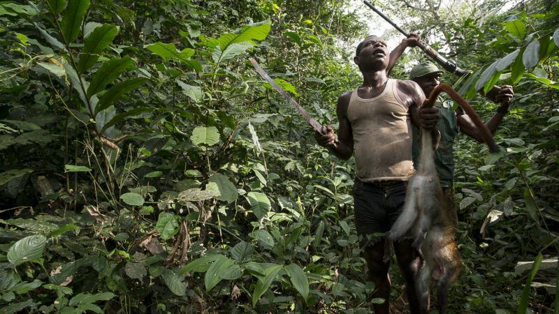 RDC : Vers une gestion forestière de « solution » que de « rente », analyse de la Politique Forestière Nationale 2025-2035