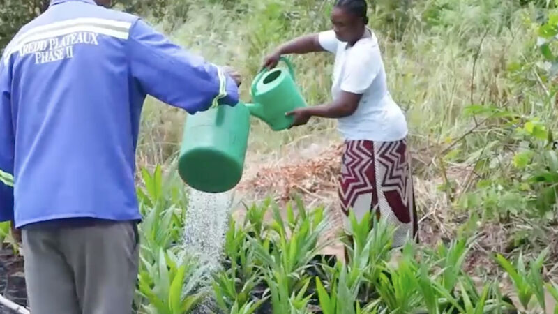 Forêt : REDD+ Plateau, concilier développement et préservation au cœur du Maï-Ndombe