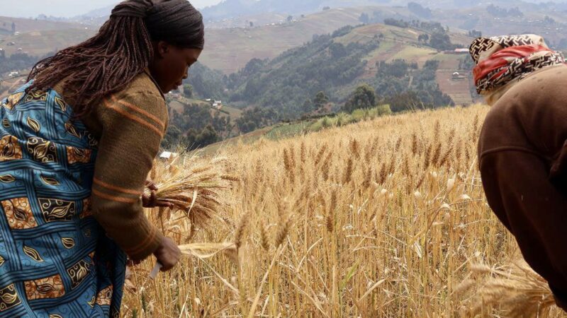 Agriculture: L&rsquo;Institut africain de leadership agricole annonce l’accompagnement de près de 3.300 producteurs de blé à Lubero