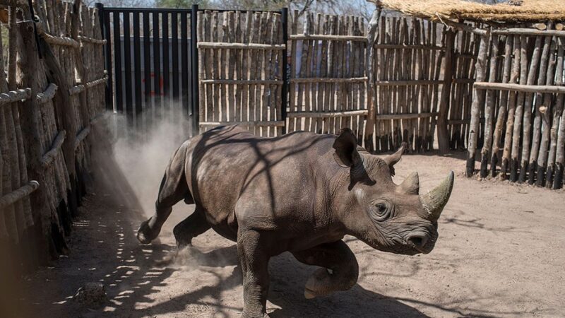 ​Conservation : Le rhinocéros noir signe son grand retour dans le parc national de Matusadona au Zimbabwe