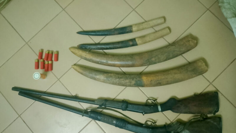 Conservation : Lourdes condamnations pour quatre trafiquants d’ivoire à Libreville