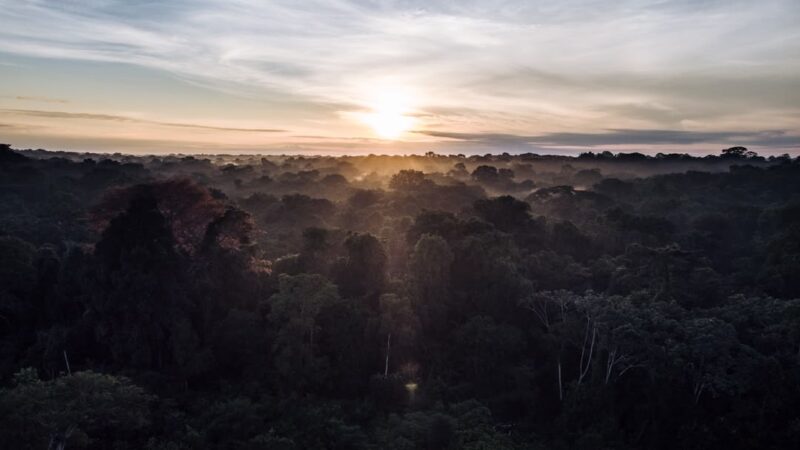 Forêt : Face à la révolution du carbone industriel, la RDC au défi de valoriser son « capital vert »