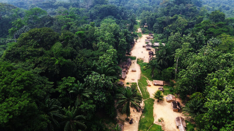 Forêt : La CMAP plaide pour une levée encadrée du moratoire forestier en RDC