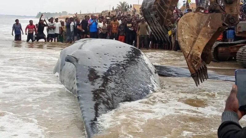 Biodiversité : La mort de la baleine à Muanda ouvre une phase de gestion de crise environnementale et sanitaire