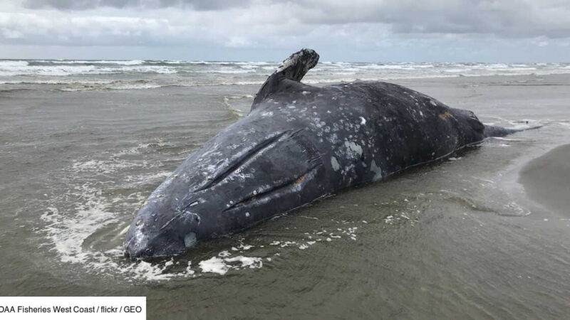 Biodiversité : Confirmation du décès de la baleine qui s&rsquo;est échouée sur les côtes de Muanda
