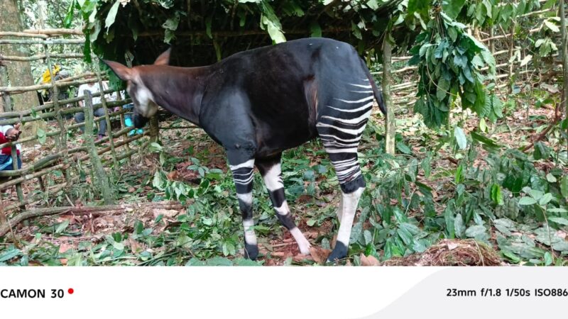 Conservation : Sauvetage historique d&rsquo;un okapi au Domaine de Rubi-Télé
